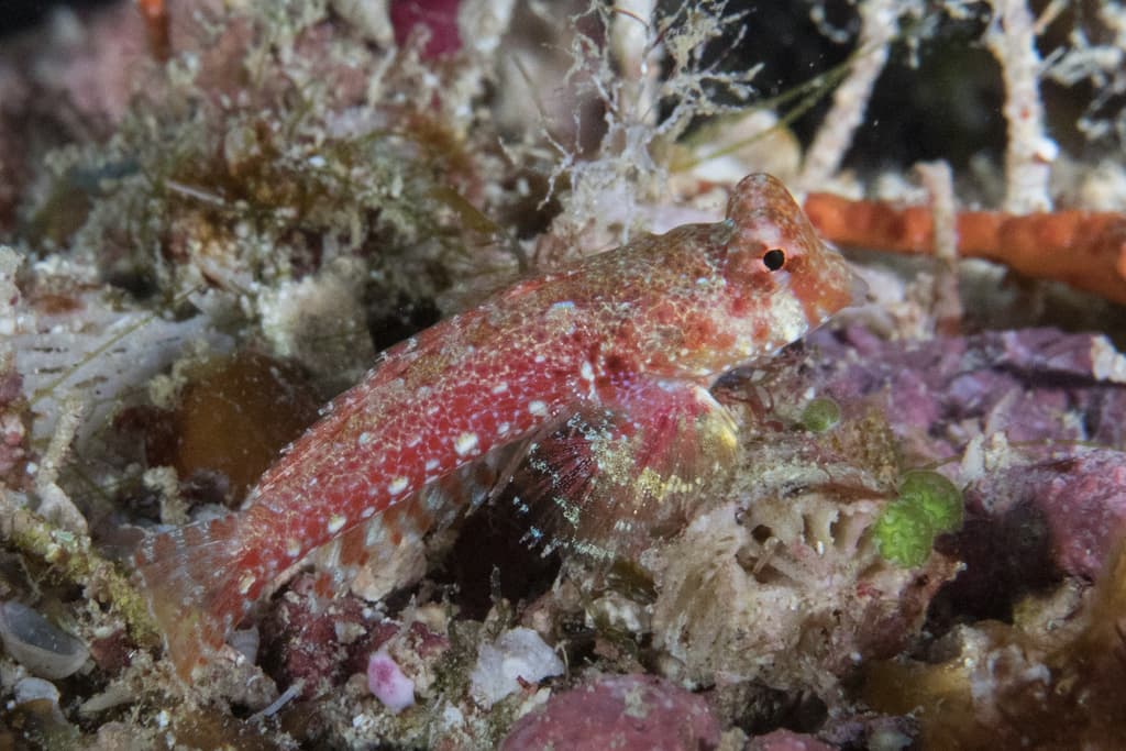 LSD Mandarin in a marine aquarium