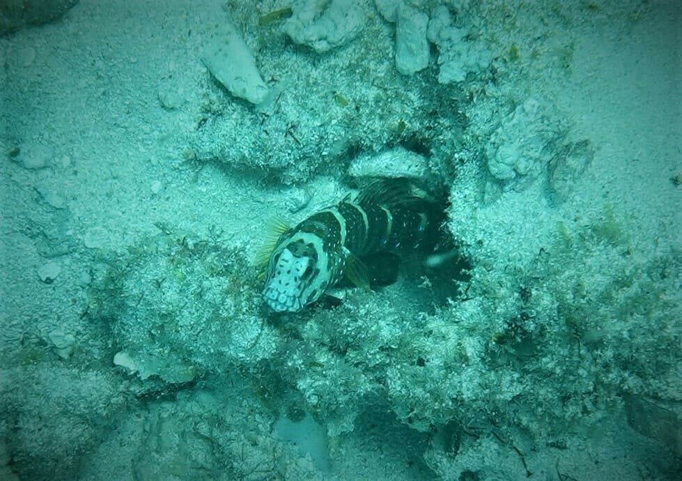Luther Prawn Goby in a marine aquarium