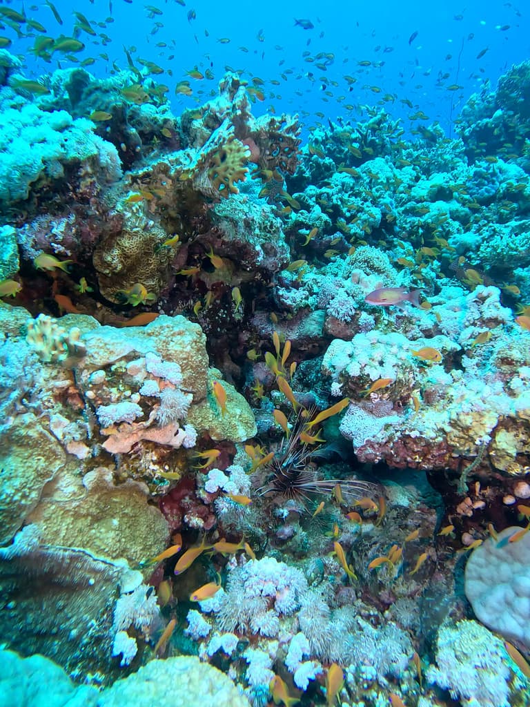 Lyretail Anthias in a marine aquarium