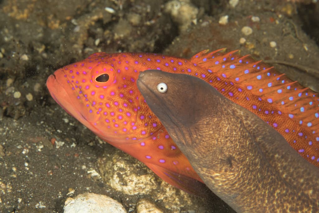 Lyretail Grouper in a marine aquarium