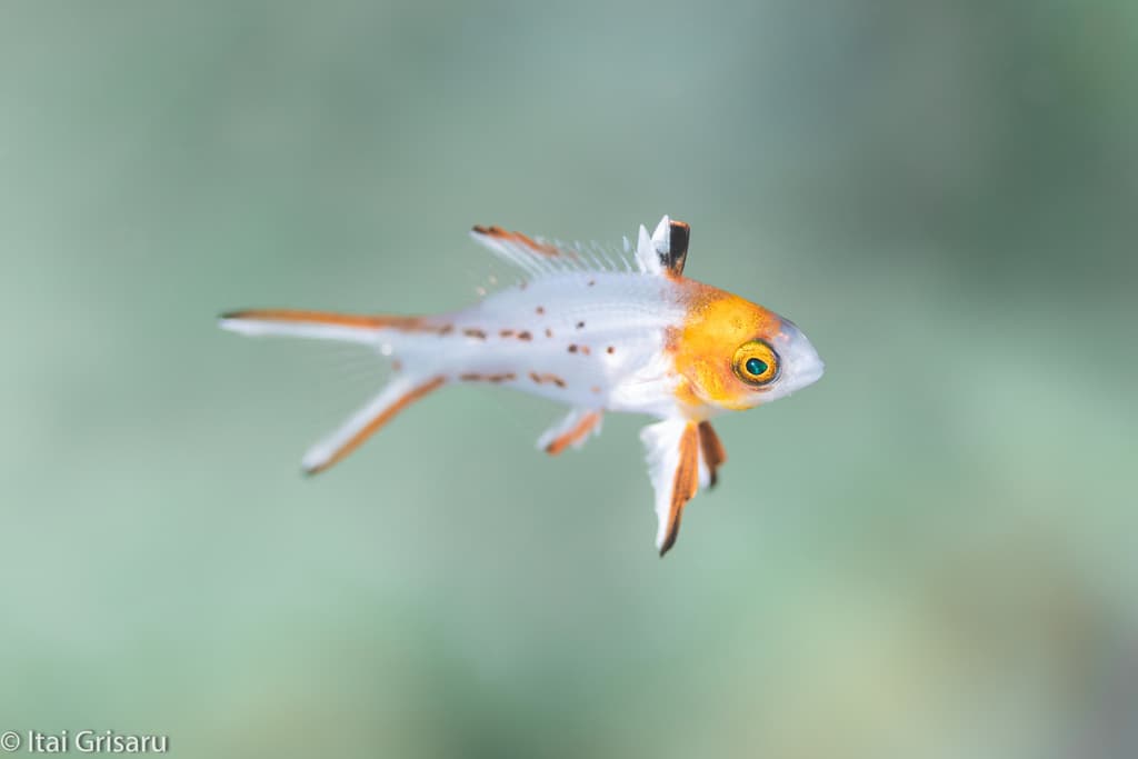 Lyretail Hogfish showing red front and white rear coloration in a marine aquarium