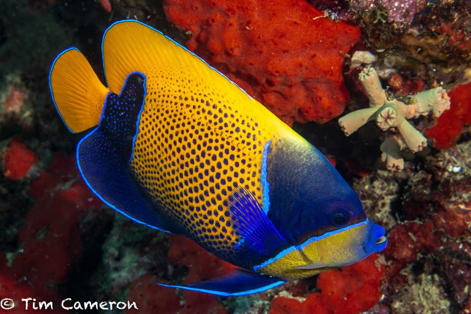 Majestic Angelfish
