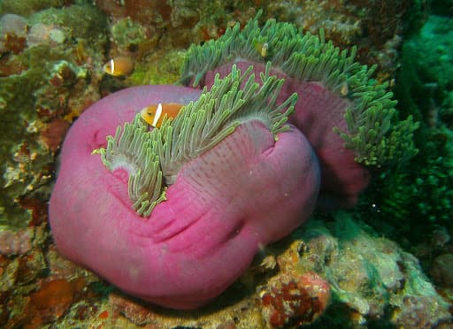 Maldive Clownfish in a marine aquarium