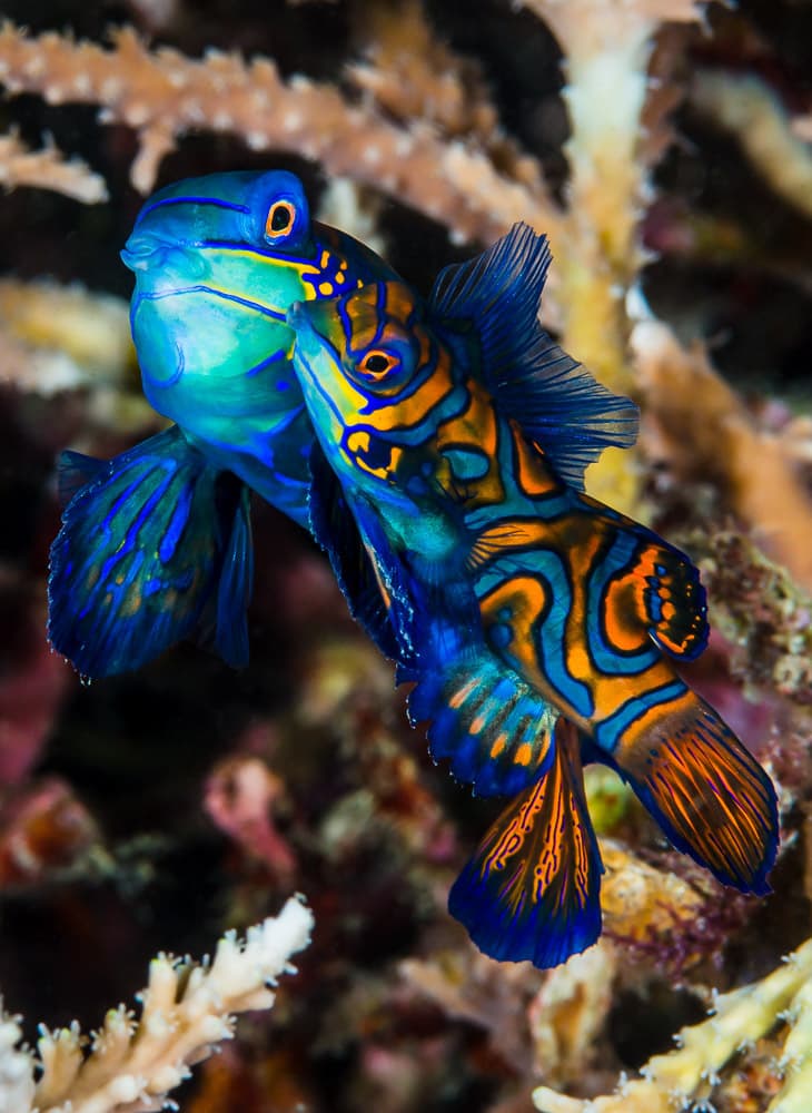 Mandarin Dragonet
