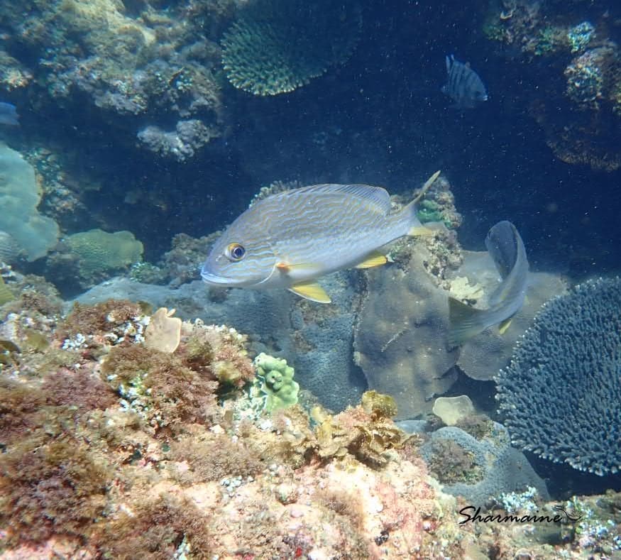 Manylined Sweetlips in a marine aquarium