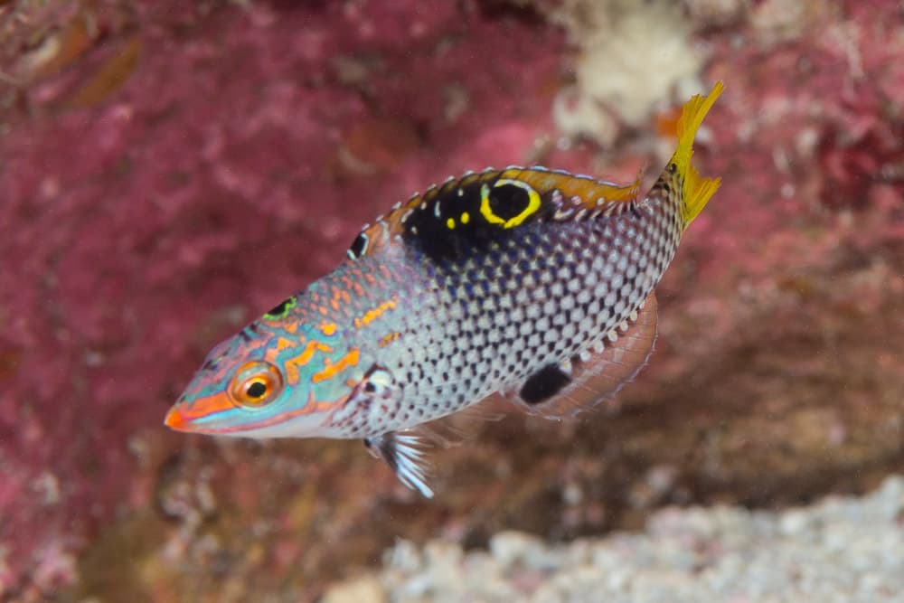 Marble Wrasse in a marine aquarium
