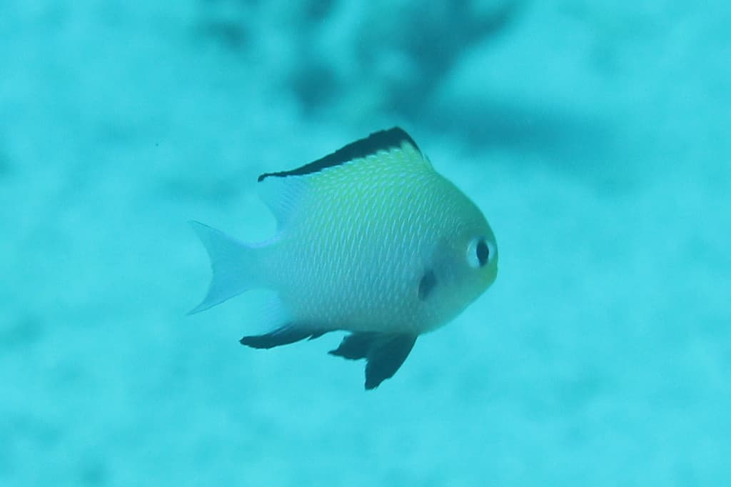Marginate Damselfish in a marine aquarium