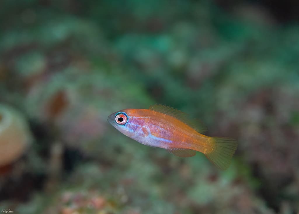 McCosker's Flasher Wrasse