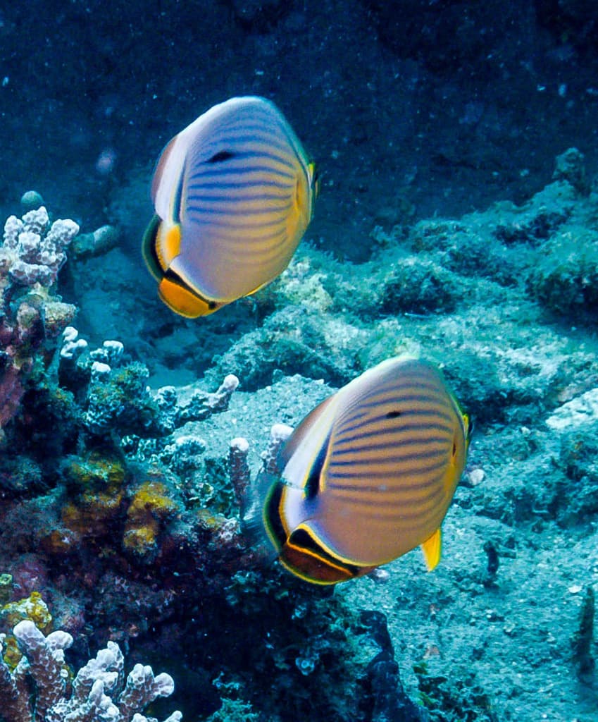 Melon Butterflyfish displaying fine horizontal lines and red-orange fin edges
