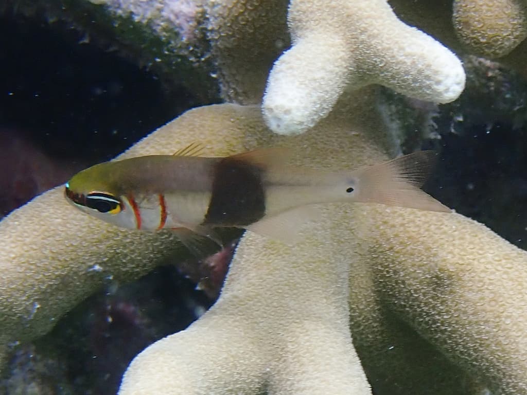 Meteor Cardinalfish in a marine aquarium