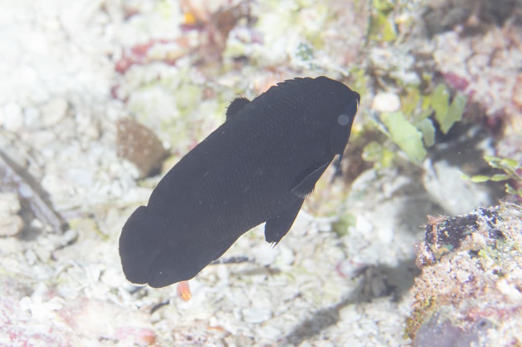Midnight Angelfish in a marine aquarium