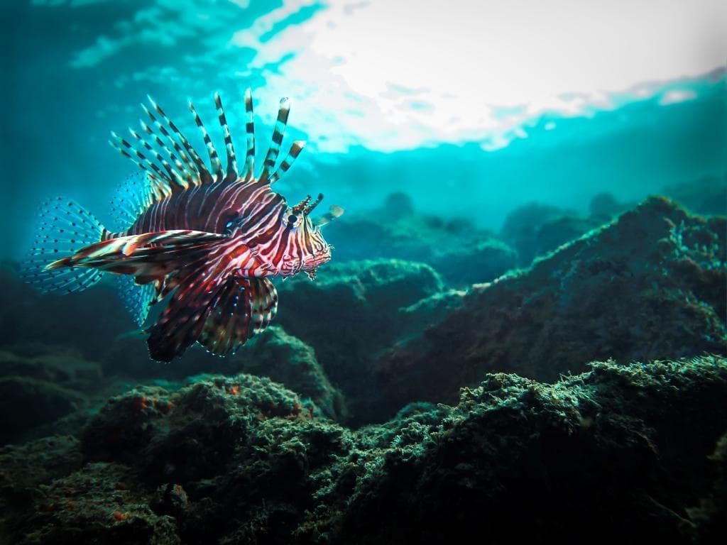 Miles Lionfish in a marine aquarium