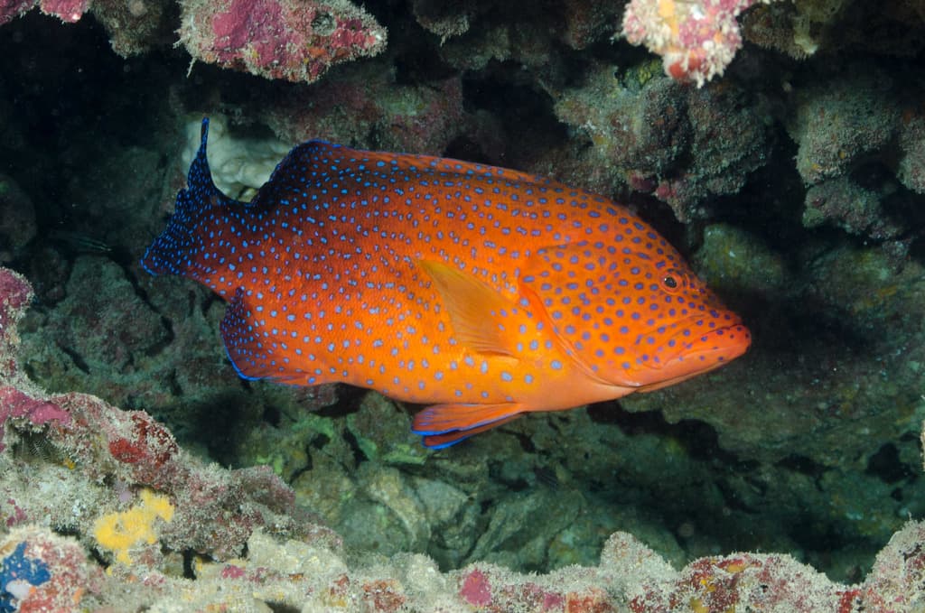 Miniatus Grouper showing red body with blue spots