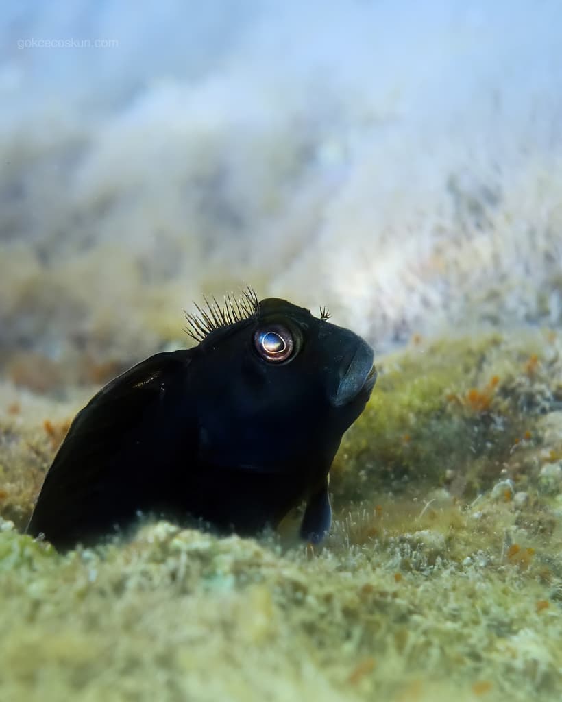 Molly Miller Blenny grazing algae in reef aquarium