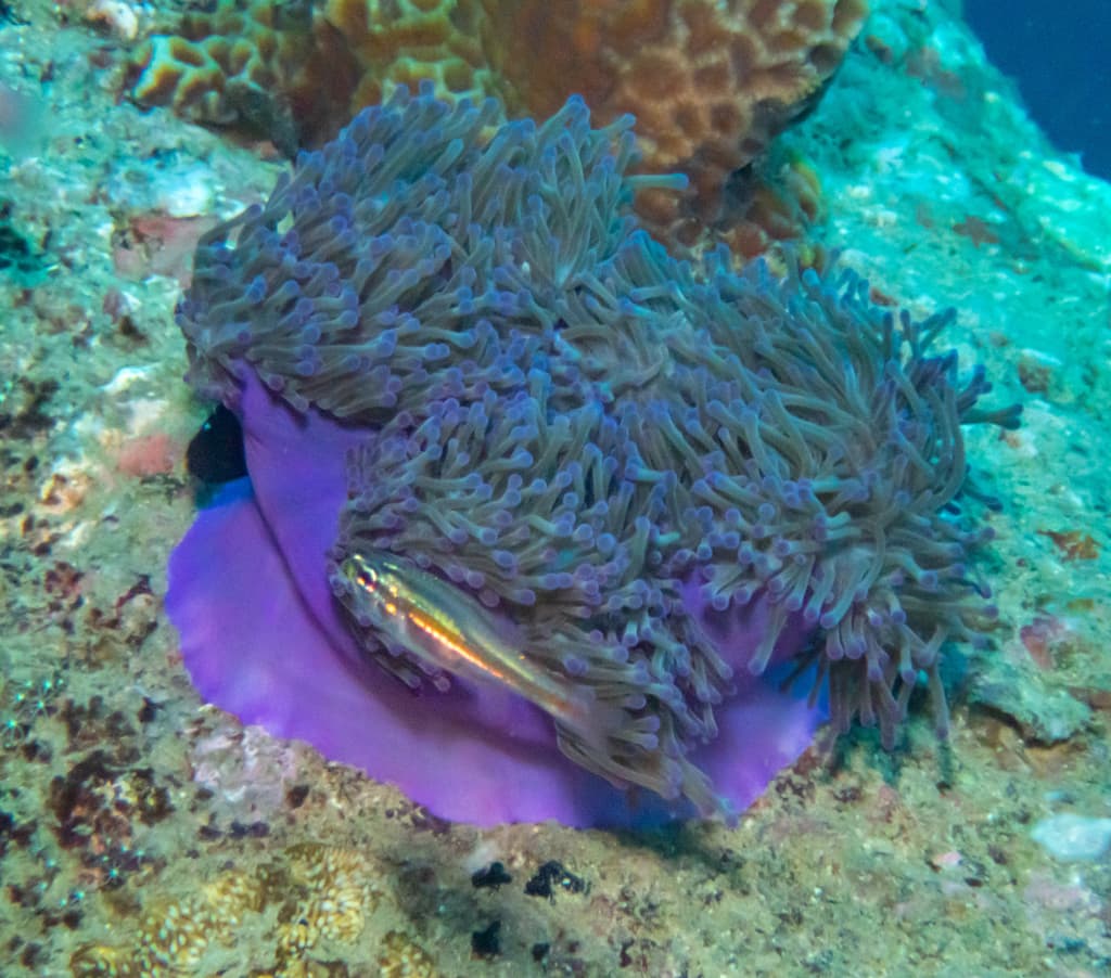 Moluccan Cardinalfish in a marine aquarium