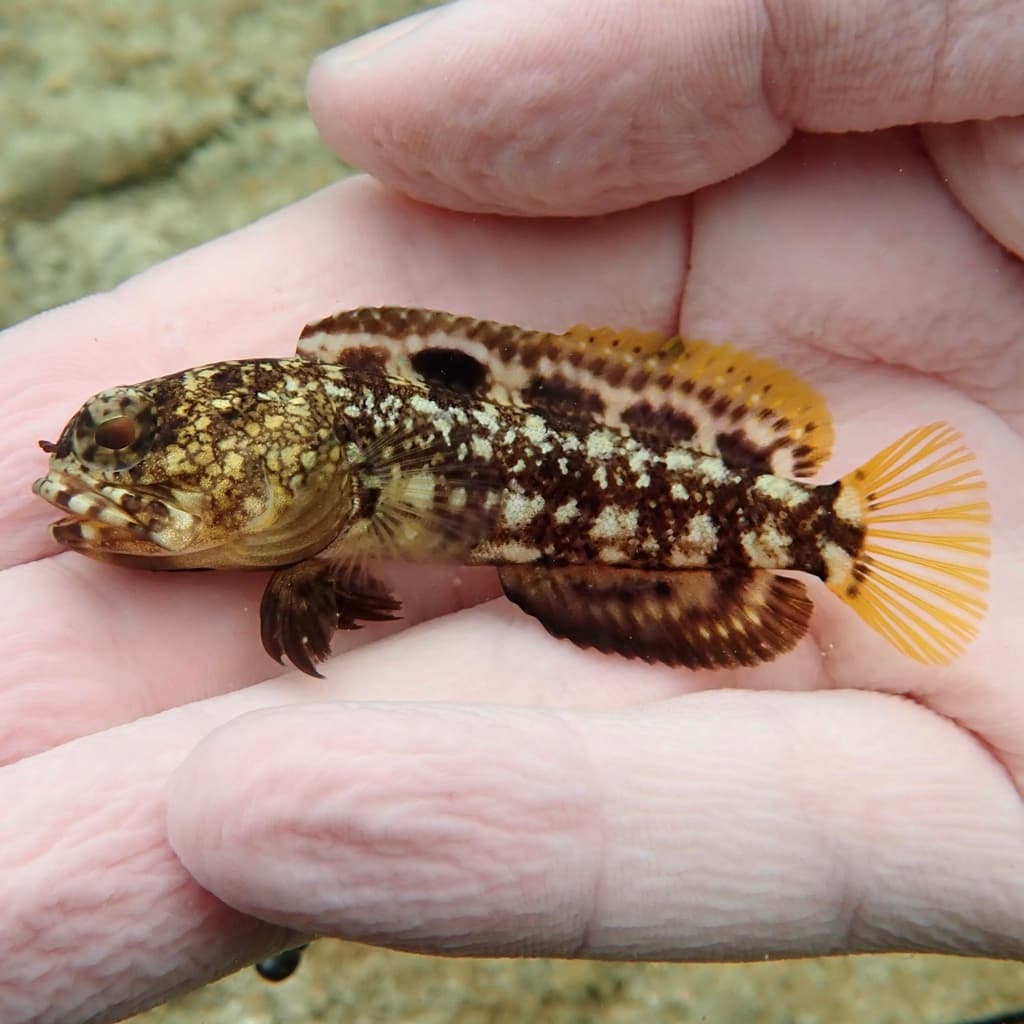 Mottled Jawfish in a marine aquarium