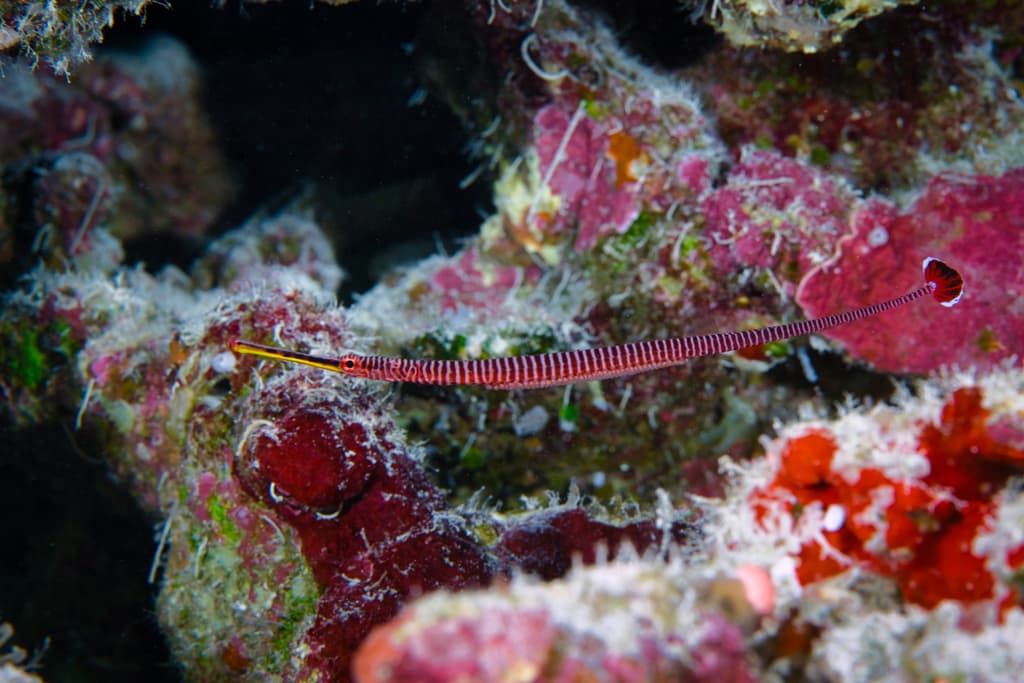 Multibanded Pipefish in a marine aquarium