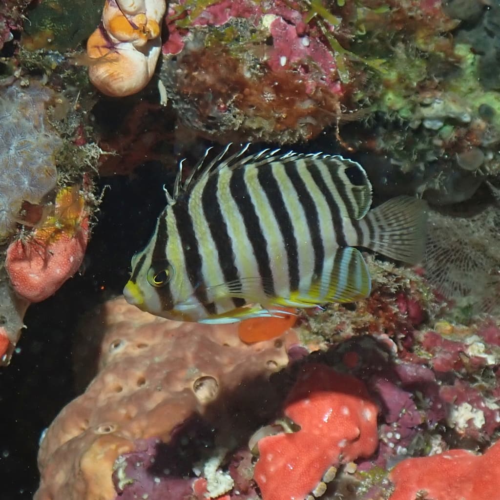 Multibar Angelfish in a marine aquarium