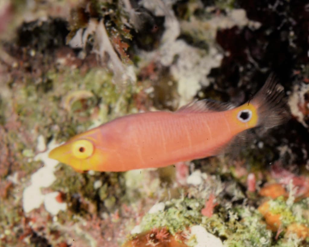 Mystery Wrasse displaying vibrant purple bars and blue markings