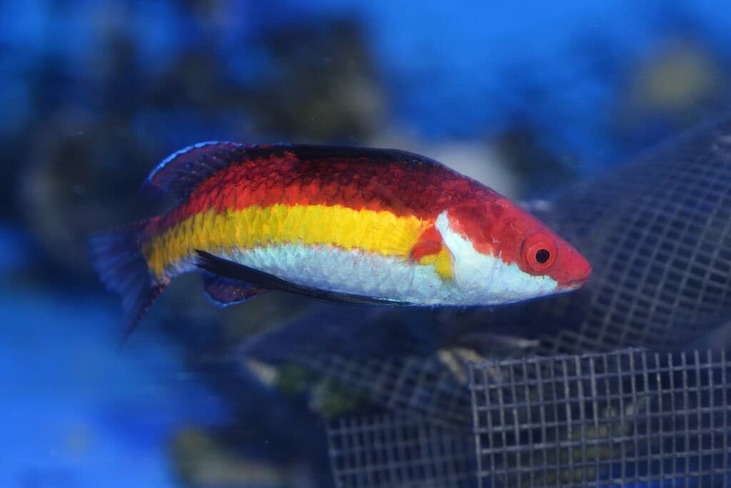 Naoko's Fairy Wrasse in a marine aquarium