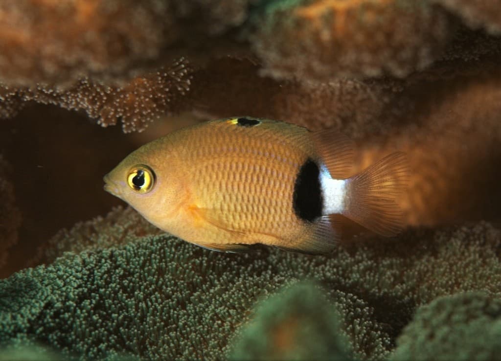 Narrowbar Damselfish in a marine aquarium