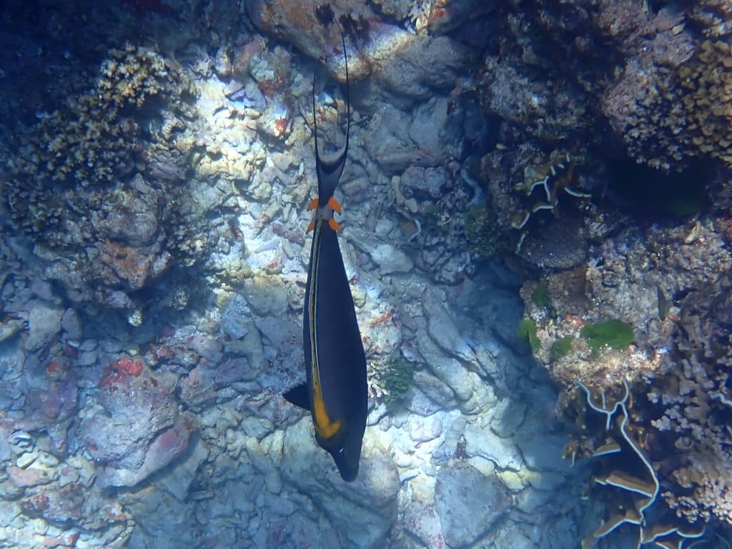 Naso Tang (Blonde) in a marine aquarium