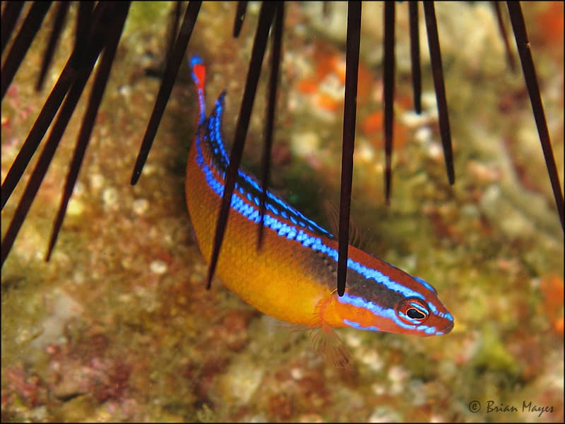 Neon Dottyback in a marine aquarium