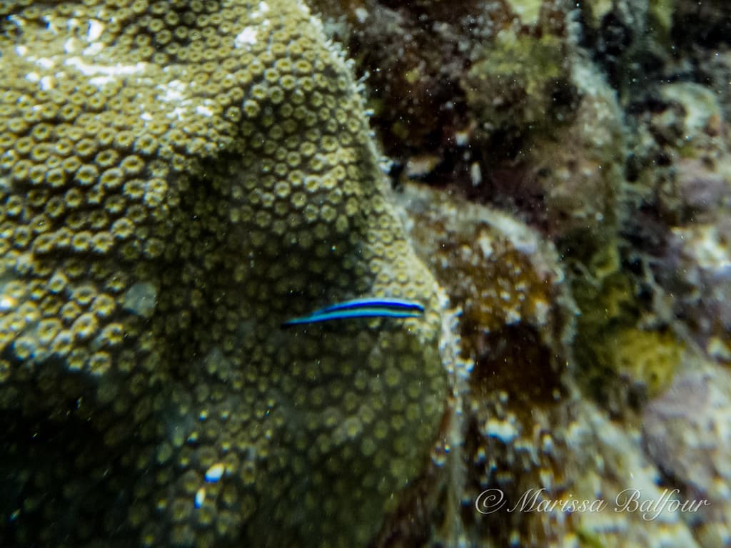 Neon Goby in a marine aquarium