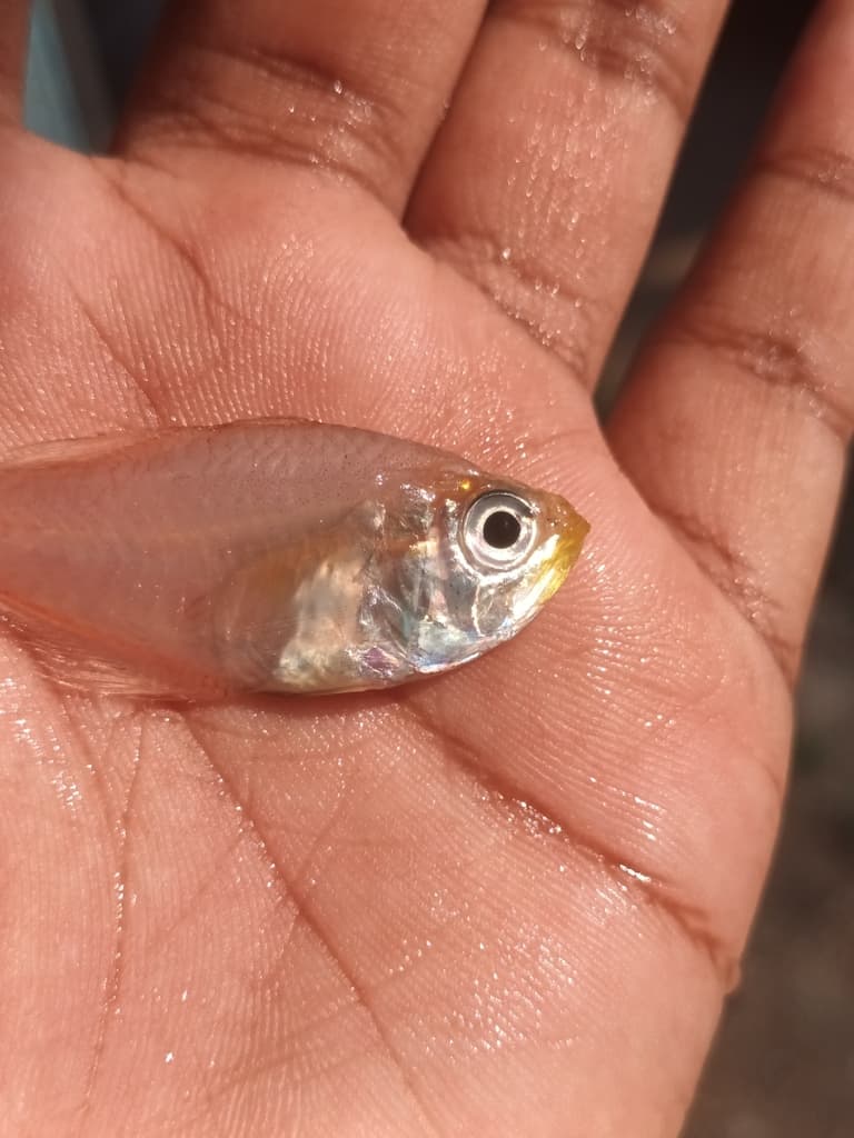 Oblique-banded Cardinalfish in a marine aquarium