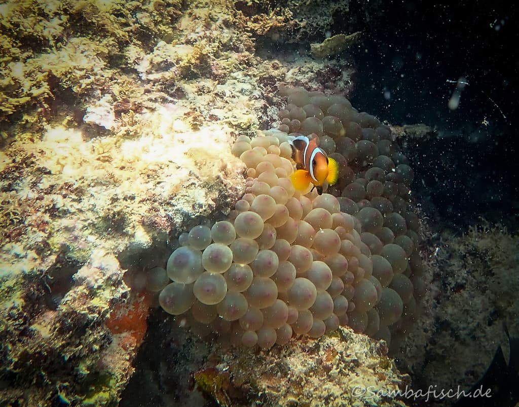 Oman Clownfish in a marine aquarium