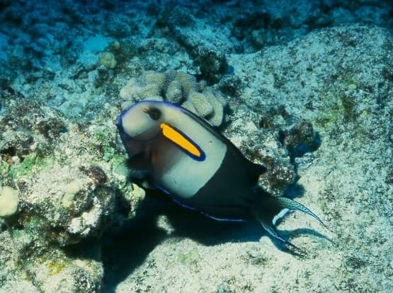 Orange Shoulder Tang in a marine aquarium