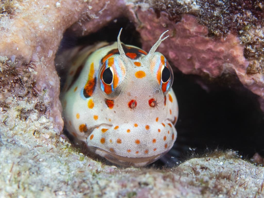 Orangespotted Blenny showing distinctive orange spots