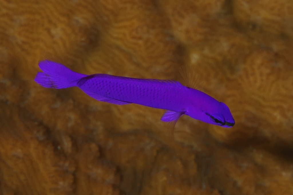 Orchid Dottyback in a marine aquarium