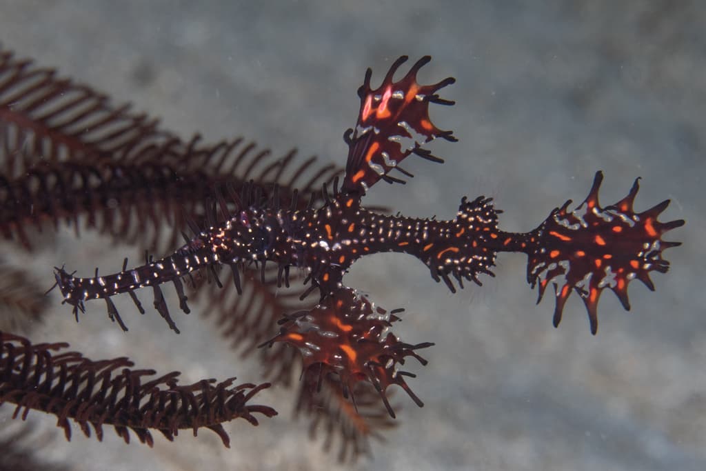 Ornate Ghost Pipefish in a marine aquarium