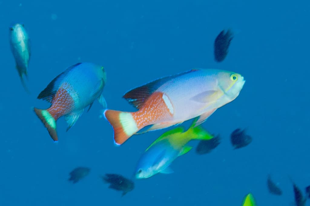 Painted Anthias in a marine aquarium