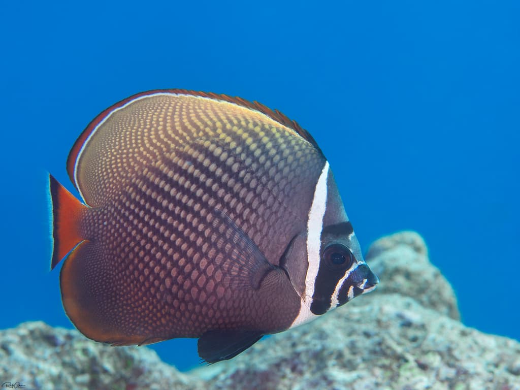 Pakistan Butterflyfish in a marine aquarium