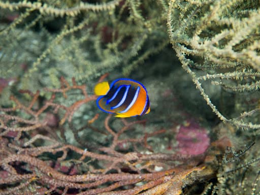 Passer Angelfish in a marine aquarium