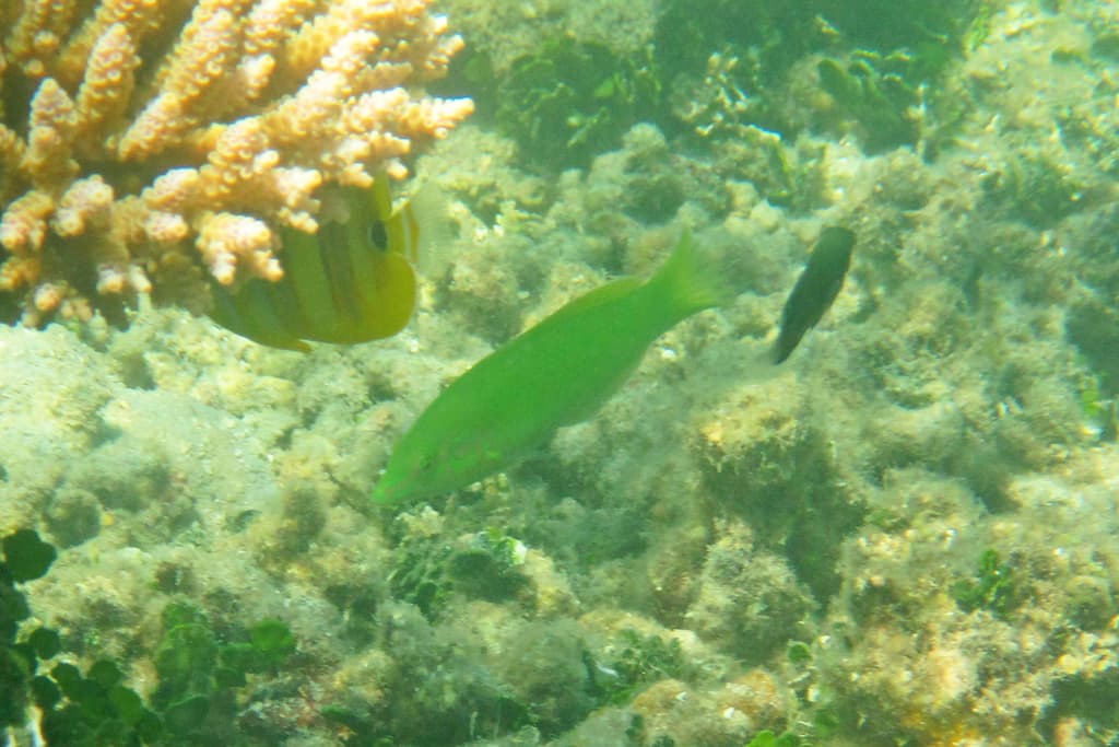 Pastel Green Wrasse displaying uniform green coloration in a reef aquarium