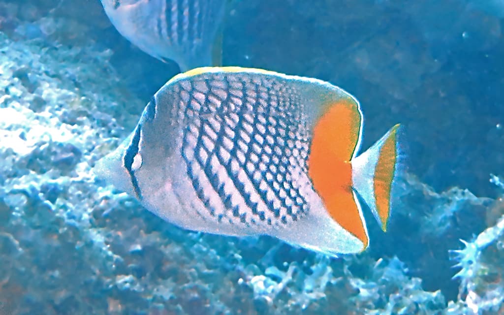 Pearlscale Butterflyfish in a marine aquarium