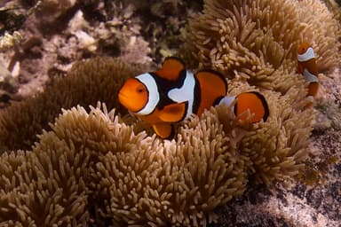 Acula Fish Percula Clownfish Care Guide - Amphiprion percula | Marine Aquarium ...