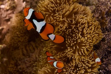 Acula Fish Percula Clownfish Care Guide - Amphiprion percula | Marine Aquarium ...
