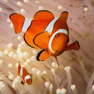 Acula Fish Percula Clownfish Care Guide - Amphiprion percula | Marine Aquarium ...