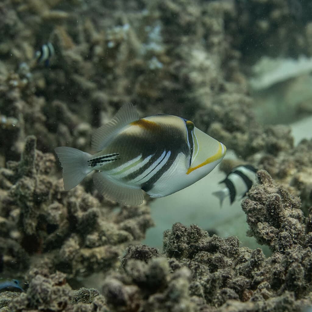 Picasso Triggerfish