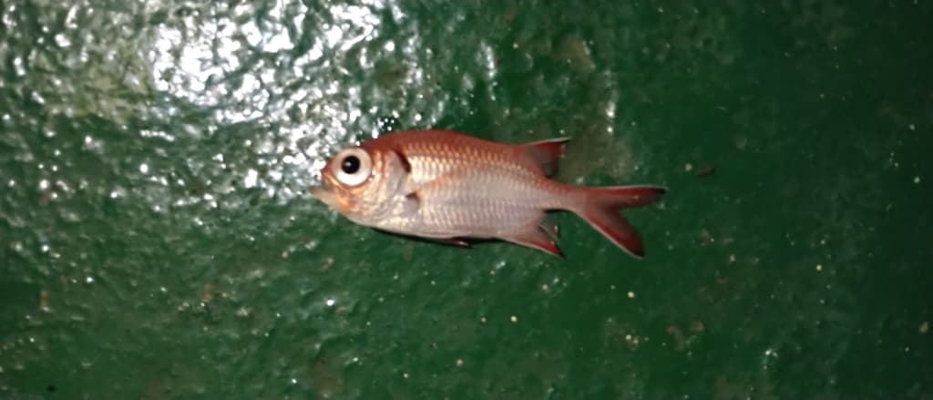 Pinecone Soldierfish in a marine aquarium