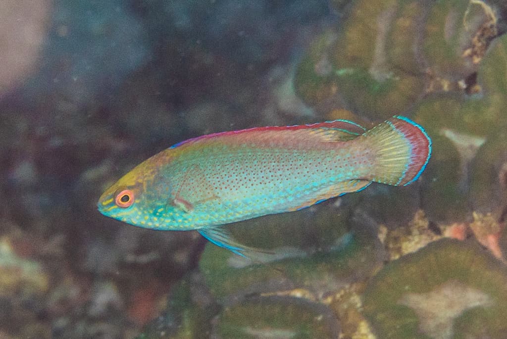 Pink Margin Wrasse in a marine aquarium