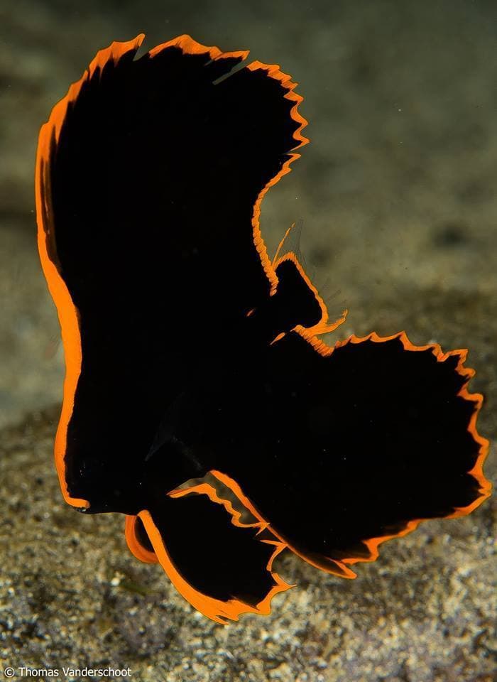 Juvenile Pinnate Batfish with striking black and orange coloration