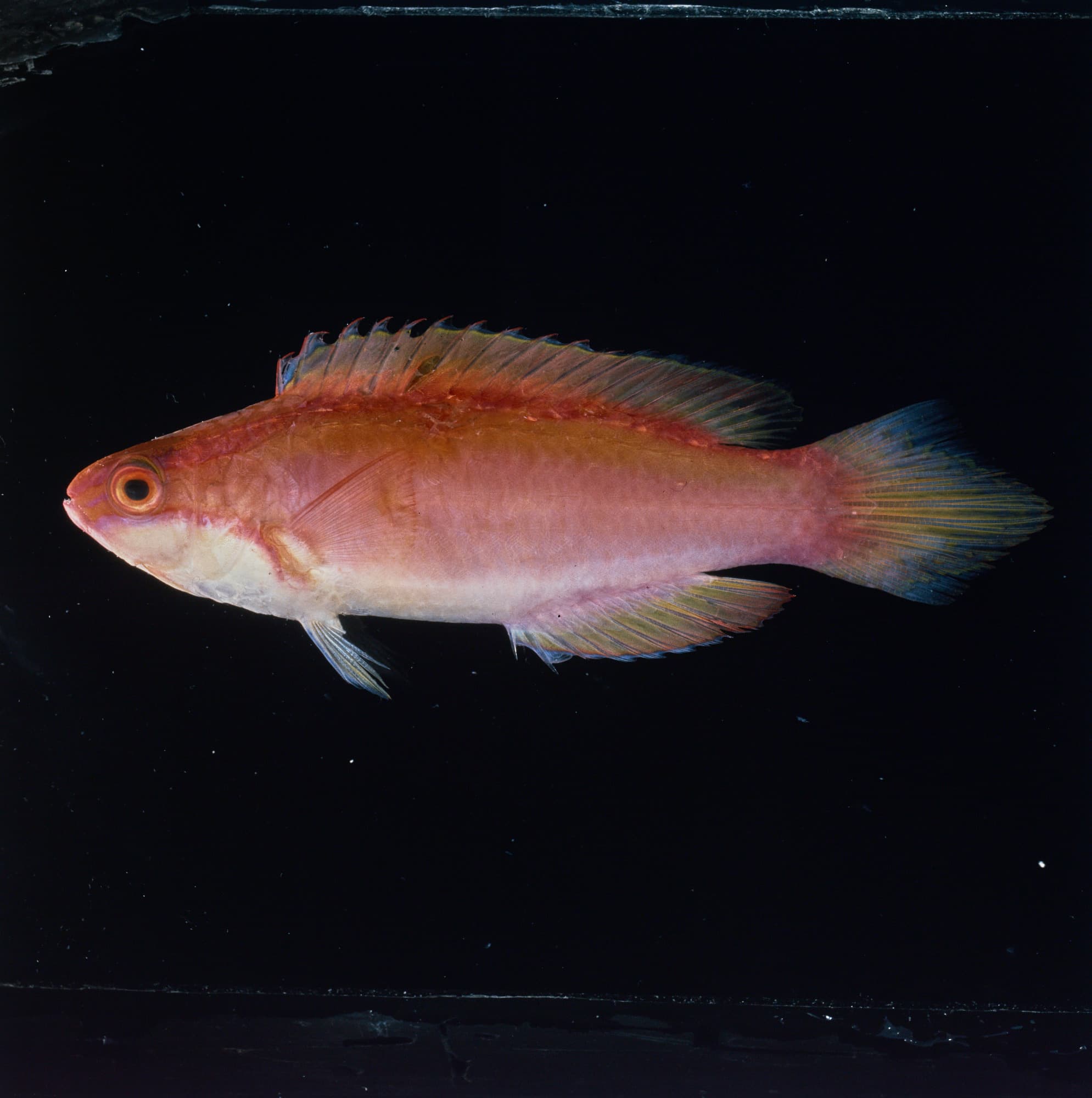 Pintail Fairy Wrasse in a marine aquarium