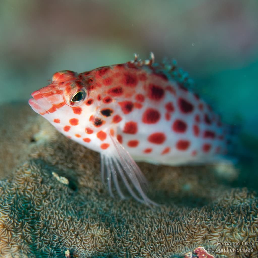 Pixy Hawkfish in a marine aquarium