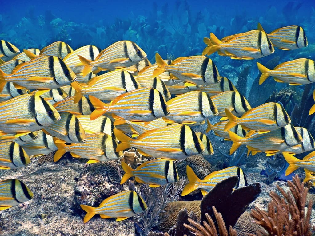 Porkfish in a marine aquarium