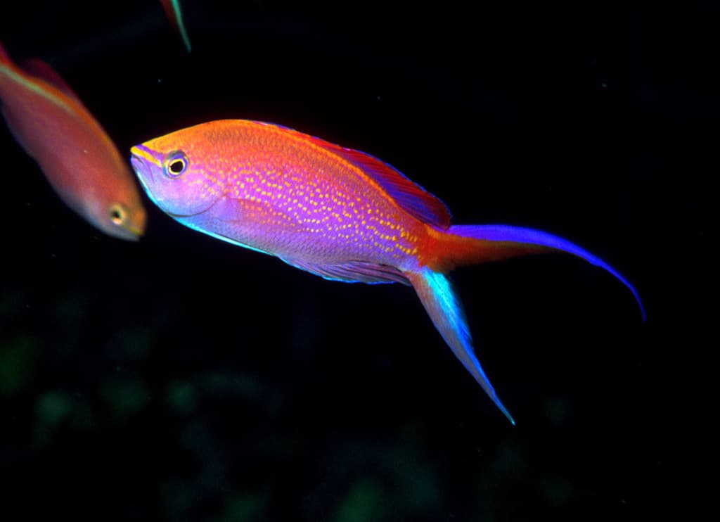 Princess Anthias in a marine aquarium